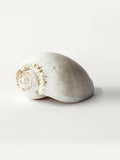 LARK Amphora Melon Shell