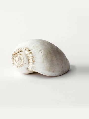 LARK Amphora Melon Shell