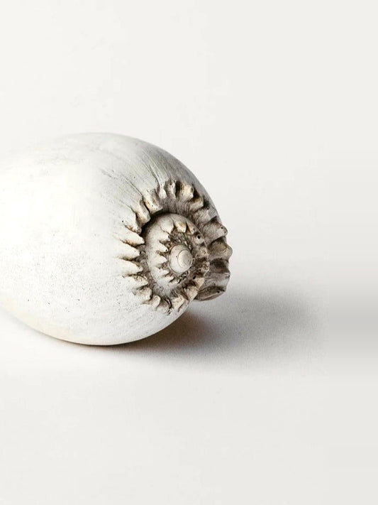 LARK Amphora Melon Shell