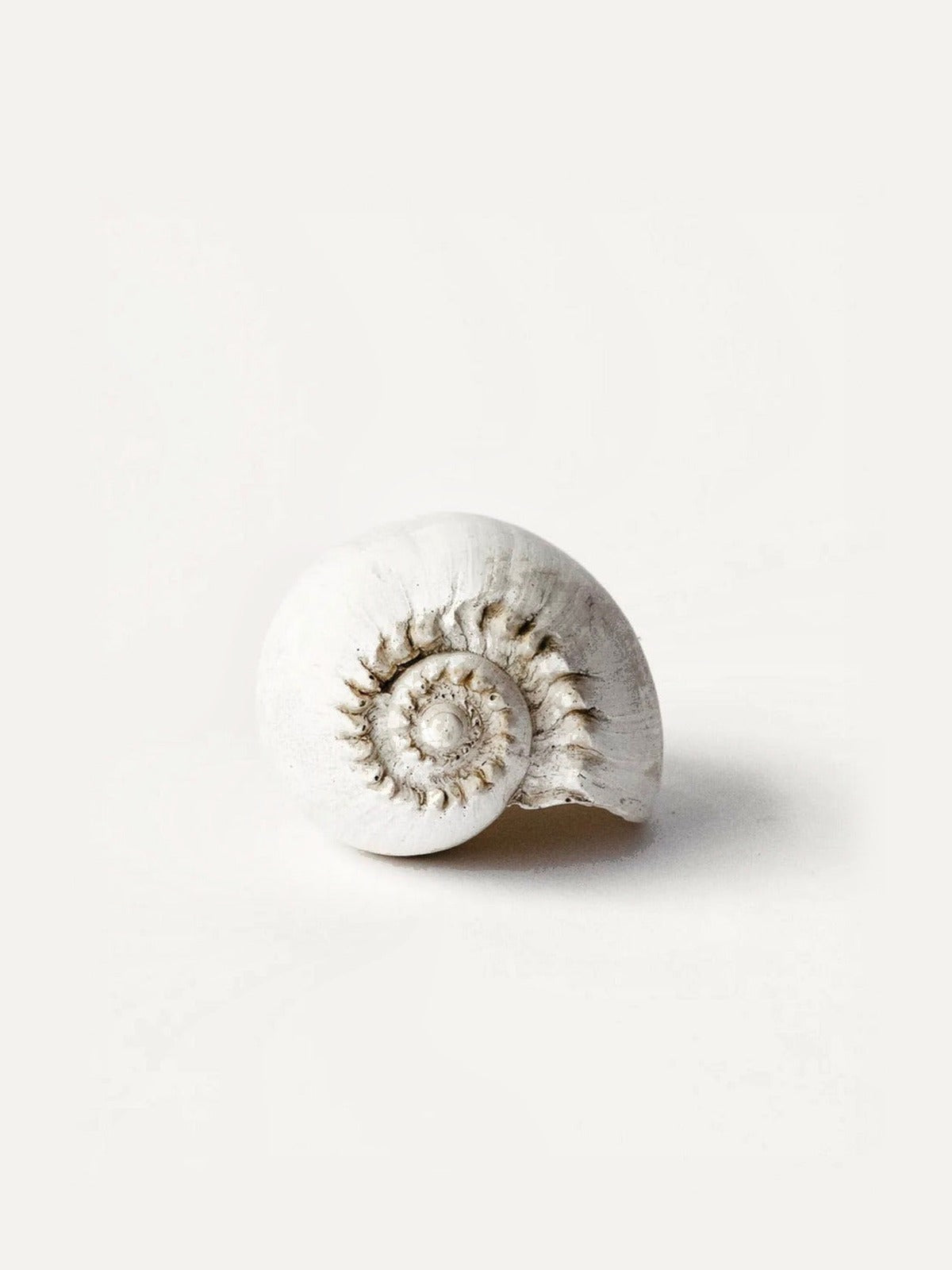 LARK Amphora Melon Shell
